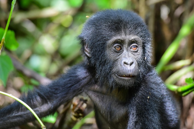 Portret van een gorilla