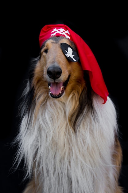 Portret van een gouden collie-hond in piraatkostuum dat op zwarte achtergrond wordt geïsoleerd