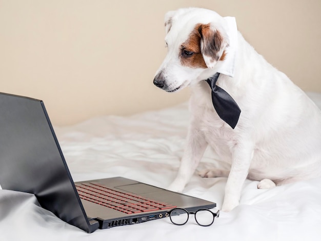 Portret van een grappige hond in een stropdas die naar een laptop kijkt Het concept van thuiswerken