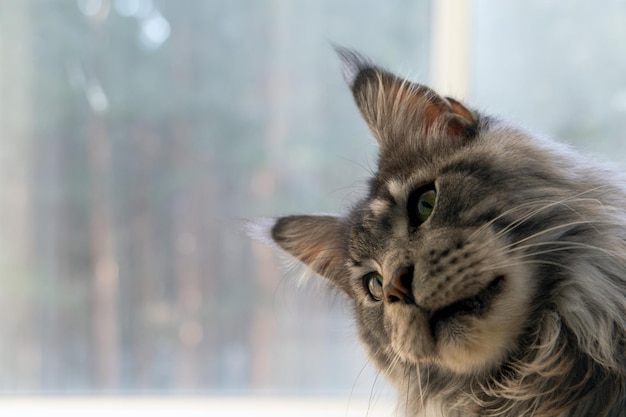 Portret van een grappige nieuwsgierige Maine Coon-kat Dierenverzorging