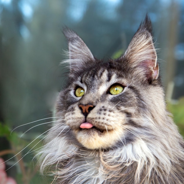 Portret van een grappige, nieuwsgierige Maine Coon-kat met uithangende tong Dierenverzorging