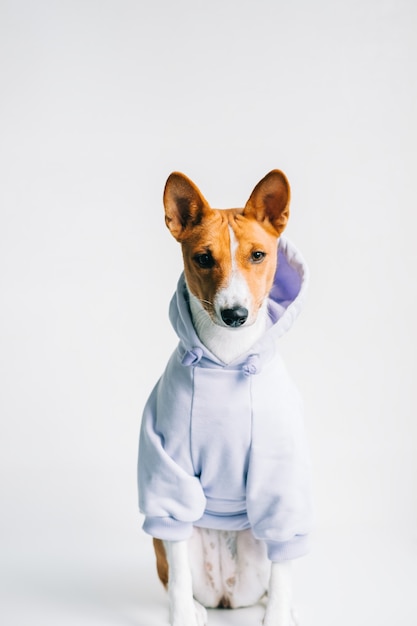 Portret van een grappige rood-witte basenji-hond die een hoodie draagt en op de camera kijkt.