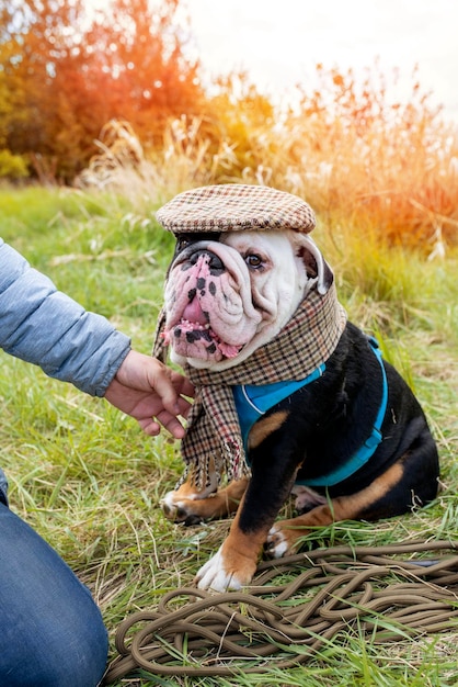 Portret van een grappige zwart-witte engelse britse bulldog die een klassieker draagt