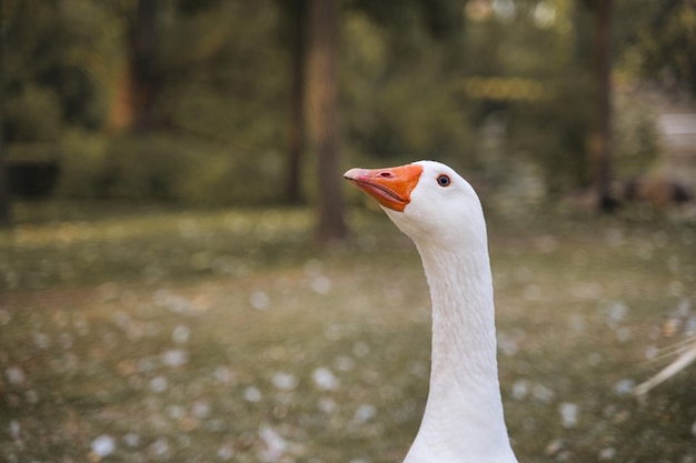 Portret van een grauwe gans