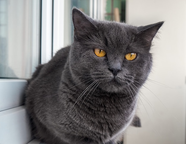 Portret van een grijze kat close-up.