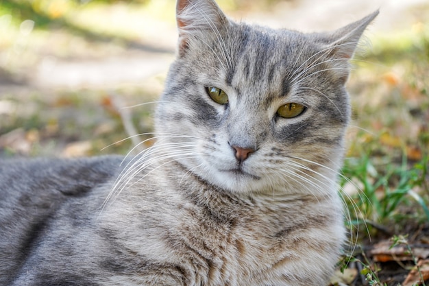 Portret van een grijze kat, die lui in het gras ligt.