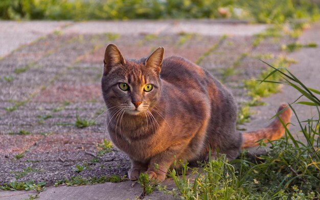 Foto portret van een grijze kat op gras