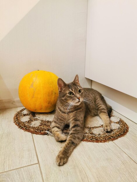 Portret van een grijze kat zit op een kleed samen met een zieke oranje pompoen in het interieur