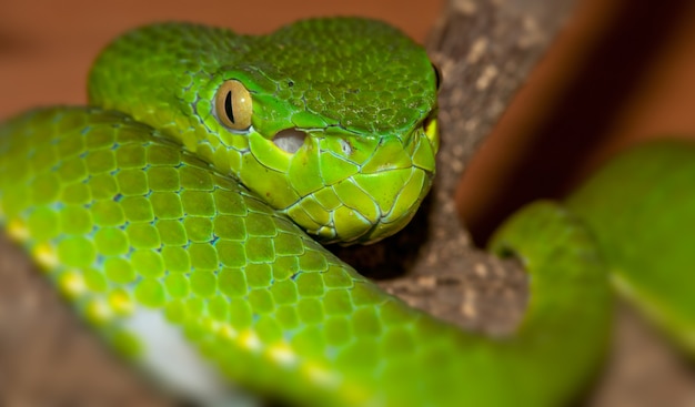 Portret van een groene Viper opgerold op een tak