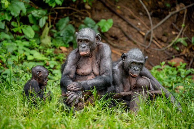 Portret van een groep bonobo's in de natuur