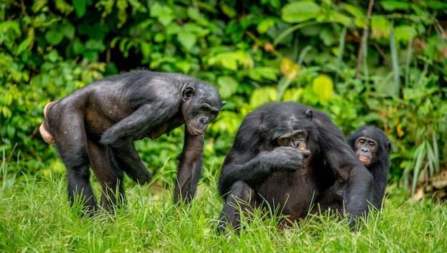 Portret van een groep bonobo's in de natuur