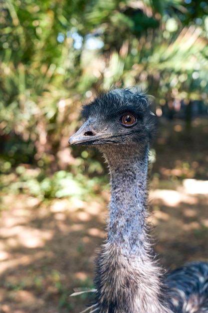 Portret van een grote emu-vogel die naar de camera kijkt