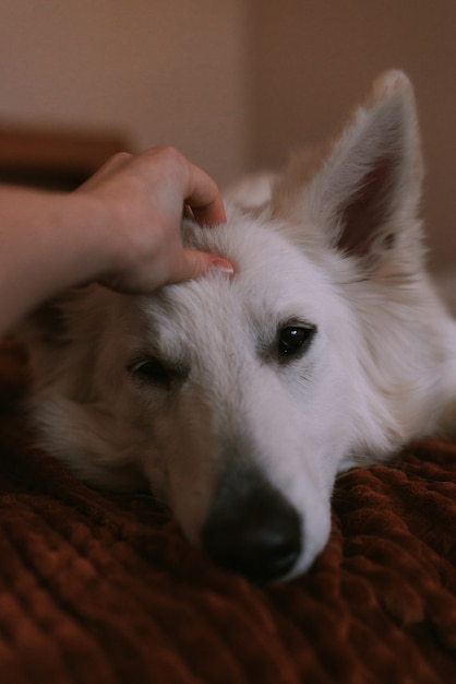 Portret van een grote hond die thuis speelt