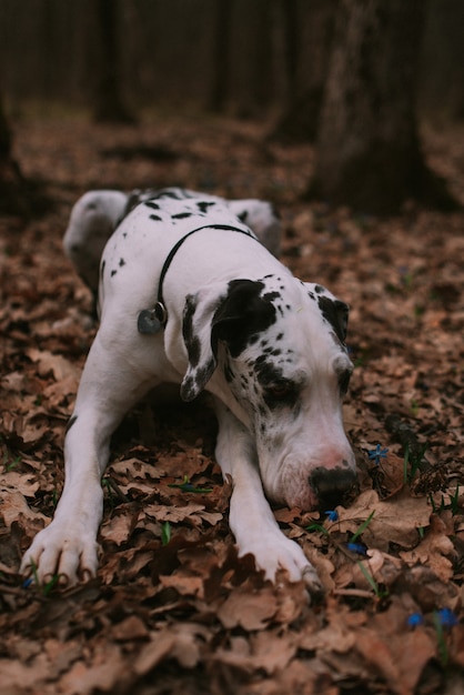 Portret van een grote hond in het bos