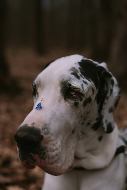 Portret van een grote hond in het bos