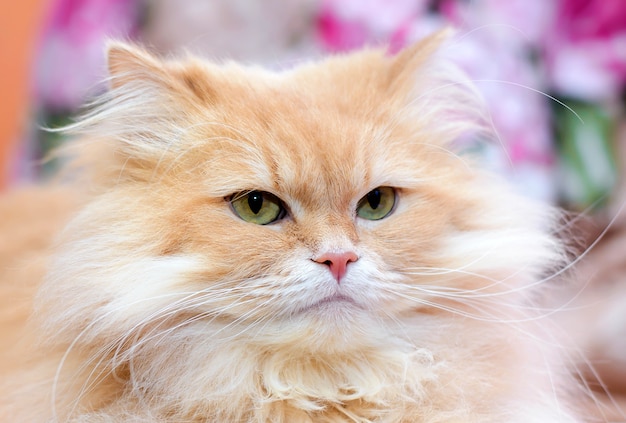 Portret van een grote pluizige mooie schattige rode binnenlandse kat close-up