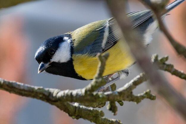 Foto portret van een grote tietje op een tak