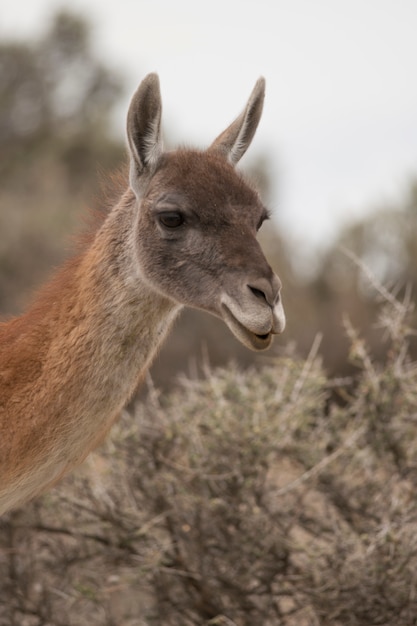 Portret van een guanaco