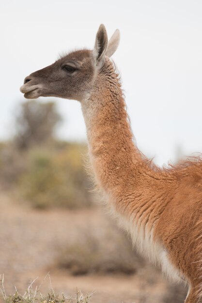 Portret van een guanaco