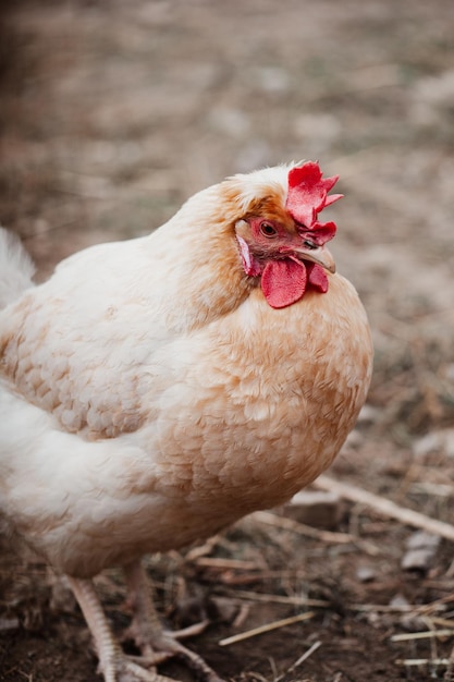 portret van een haan, foto van een kip, jonge hen