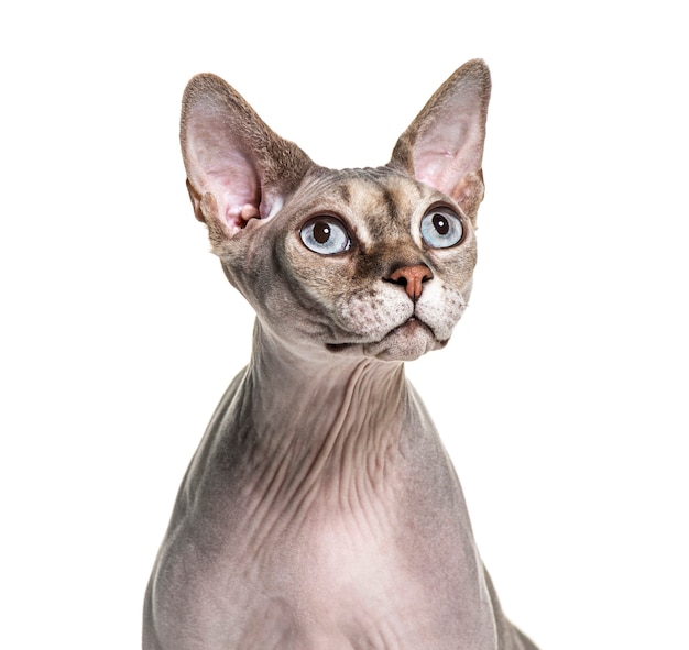 Portret van een haarloze Sphynx-kat, die op wit wordt geïsoleerd