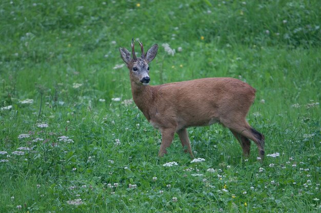 Foto portret van een hert dat op het veld staat