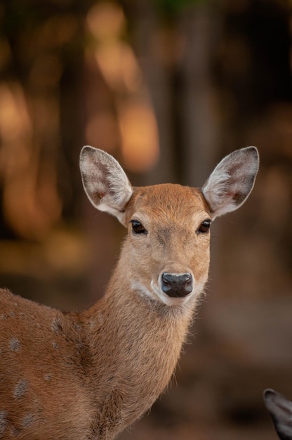 Portret van een hert in de dierentuin