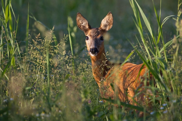 Portret van een hert op een grasveld