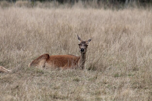 Foto portret van een hert op het veld