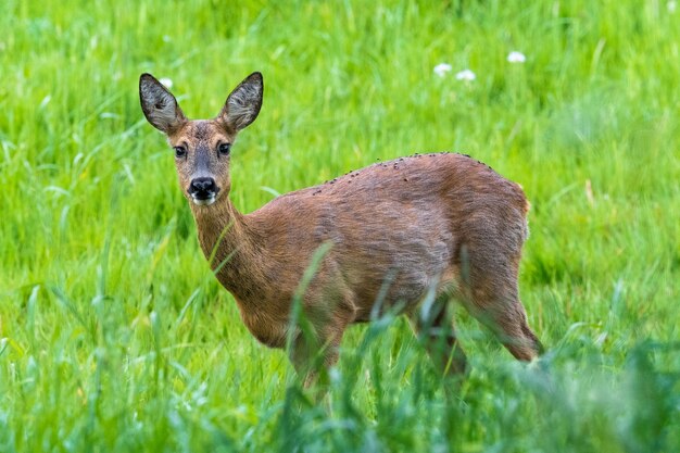 Foto portret van een hert op het veld