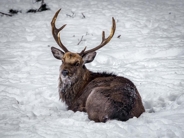 Portret van een hert op sneeuw
