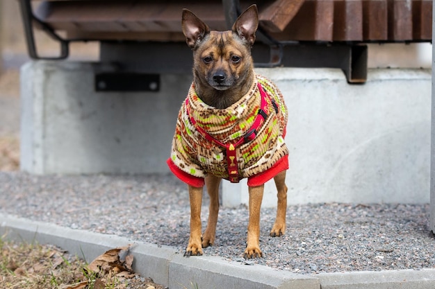 Foto portret van een hond die buiten staat