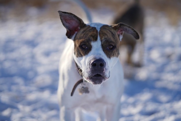 Portret van een hond die buiten staat