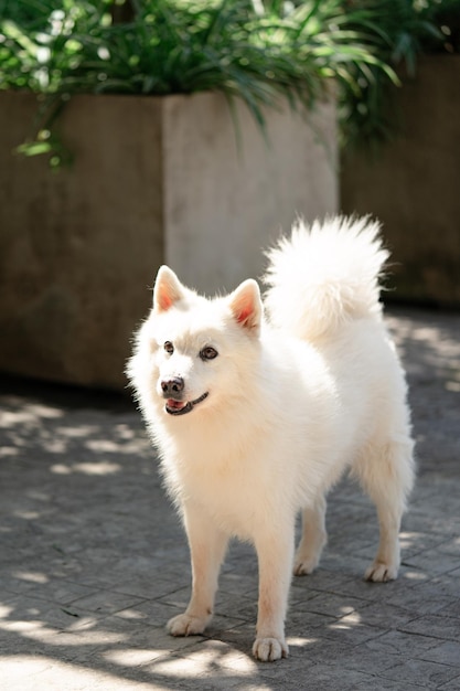 Foto portret van een hond die buiten staat