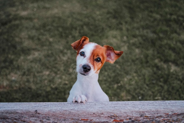 Foto portret van een hond die buiten zit