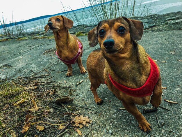 Foto portret van een hond die buiten zit