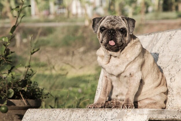 Foto portret van een hond die buiten zit