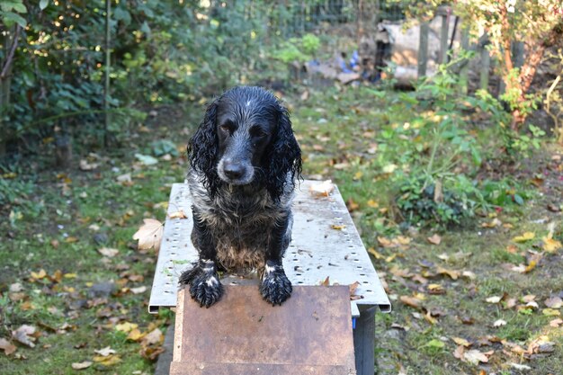 Foto portret van een hond die buiten zit