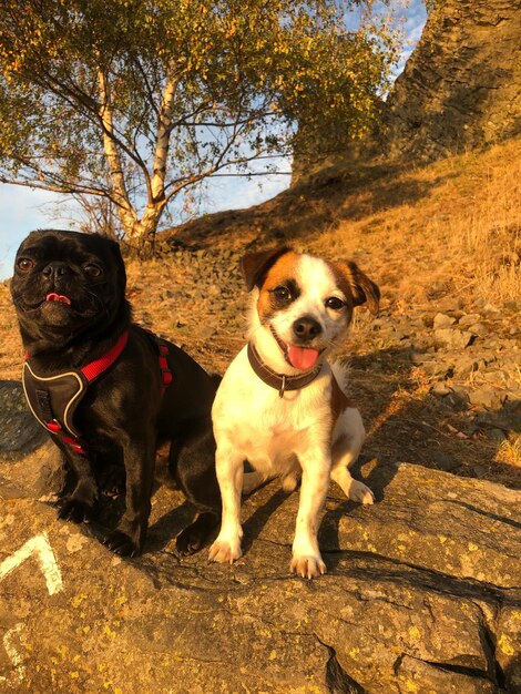 Foto portret van een hond die buiten zit