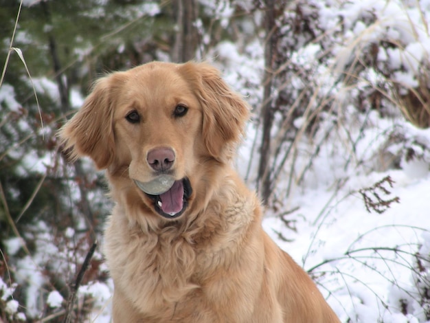 Portret van een hond die een bal vasthoudt op een met sneeuw bedekt veld