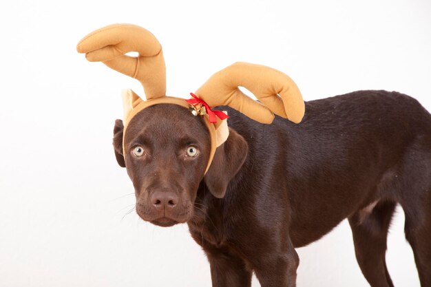 Portret van een hond die een hoofddoek draagt terwijl hij tegen een witte achtergrond staat