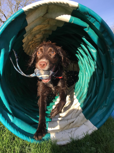 Foto portret van een hond die in het water zit