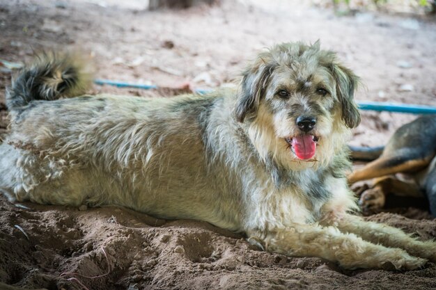 Foto portret van een hond die ontspant op een rots