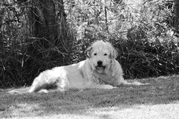 Foto portret van een hond die ontspant op het gras