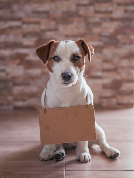 Foto portret van een hond die op de vloer zit