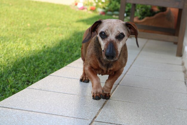 Portret van een hond die op een tegelvloer loopt