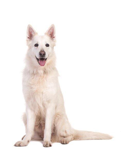 Portret van een hond die op een witte achtergrond zit