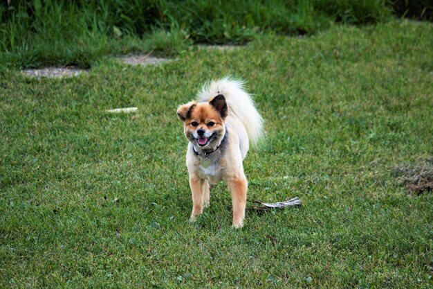 Portret van een hond die op het gras loopt