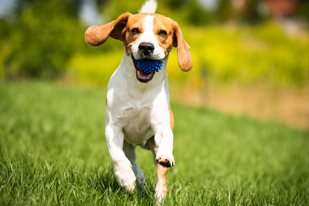Portret van een hond die op het gras loopt