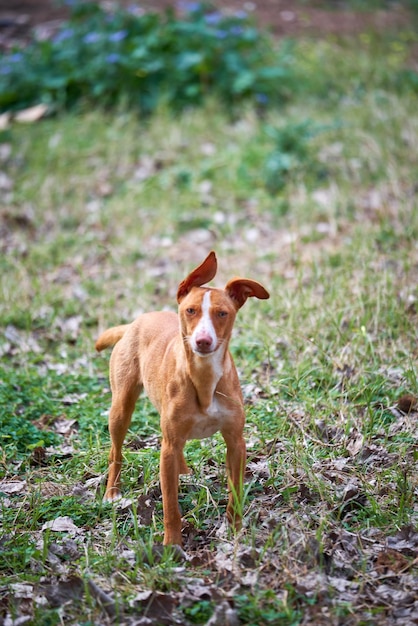 Foto portret van een hond die op het gras staat